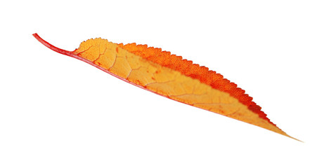 Beautiful autumn leaf, isolated on white