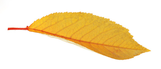 Beautiful autumn leaf, isolated on white