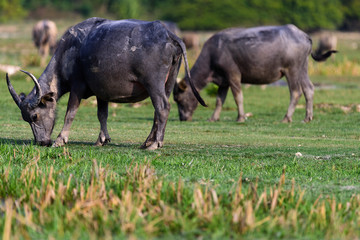 Thai buffalo is grazing in a field