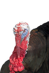 big beautiful Turkey