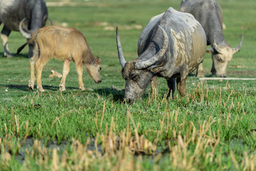 Thai buffalo is grazing in a field