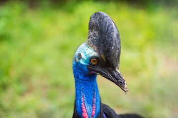 peacock face
