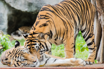 Fototapeta na wymiar Asian Tiger
