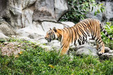 Asian Tiger