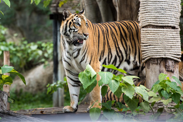 Asian Tiger