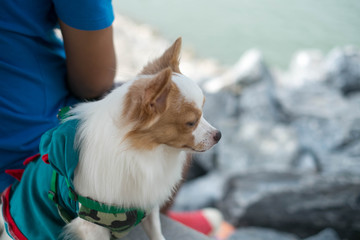 little dog looking for something