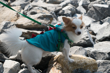 little dog looking for something