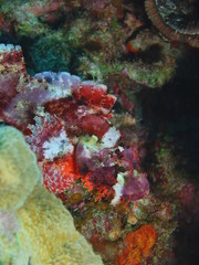 Fototapeta na wymiar Scorpionfish, Island Bali