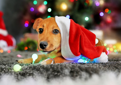 Small cute funny dog playing with garland in Santa hat on Christmas background