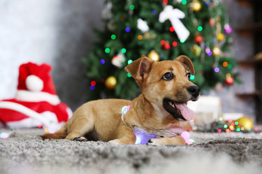 Small cute funny dog with garland on Christmas background