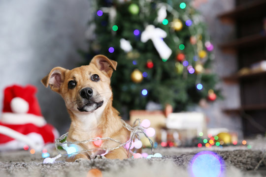 Small cute funny dog with garland on Christmas background