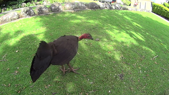 Australian scrub turkey moving about and coming close to camera.