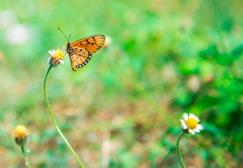 butterfly on flower -Blur flower background
