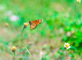butterfly on flower -Blur flower background