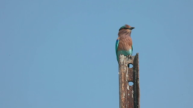 Indian roller (Coracias benghalensis)