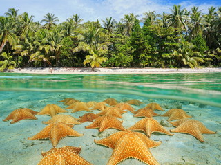 Split tropical beach shore and starfish underwater