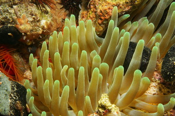 Naklejka na ściany i meble Underwater creature tentacles of sea anemone
