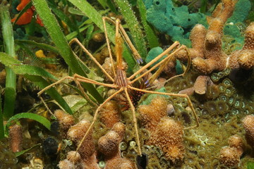Underwater creature yellowline arrow crab