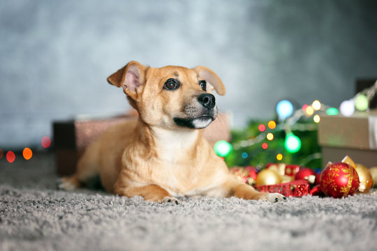 Small cute funny dog with Christmas gifts and accessories on light background