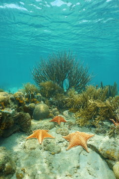 Sea stars underwater on coral reef Caribbean sea