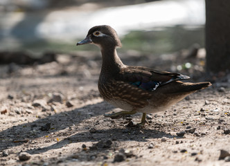 mandarin duck