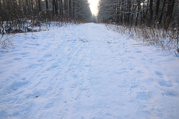 Winter snow park forest