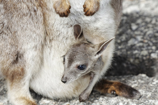 rock wallaby cute baby