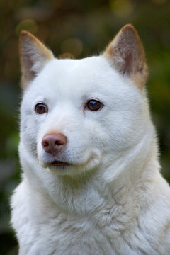 北海道犬photos Royalty Free Images Graphics Vectors Videos Adobe Stock