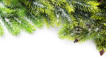 Christmas tree branch on white background