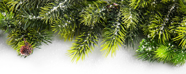 Christmas tree branch on white background