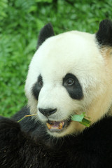 Giant panda feeding on bamboo