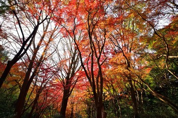 紅葉