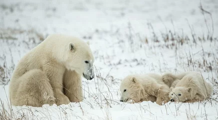 Papier Peint photo Ours polaire Polar she-bear with cubs. A Polar she-bear with two small bear cubs on the snow.