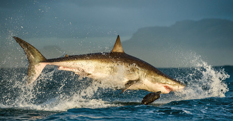 Great White Shark (Carcharodon carcharias) breaching in an attack