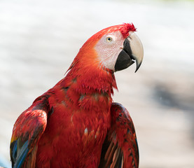 macaw
