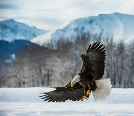 Wall murals Eagle Bald Eagle ( Haliaeetus leucocephalus ) landed on snow