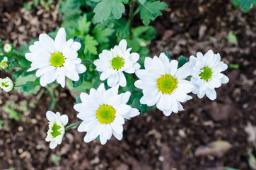 White Chrysanthemum
