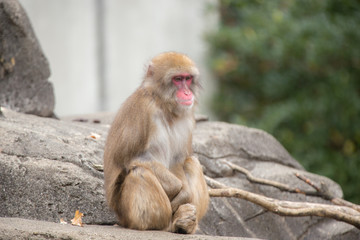 腰掛けたニホンザル