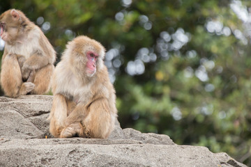 腰掛けたニホンザル