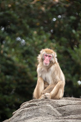 叫ぶニホンザル