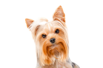 Portrait of curious Yorkshire Terrier, closeup