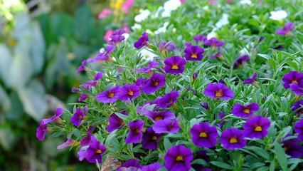 Obraz premium beautiful purple petunia flowers