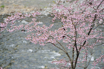 川原の桜