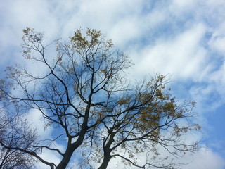 Trees and sky