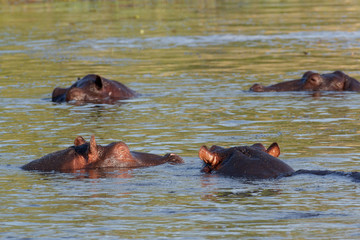 Fototapeta na wymiar Hippo Hippopotamus Hippopotamus