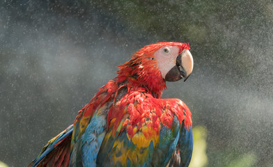 Fototapeta premium macaw