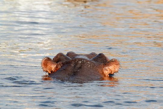 portrait of Hippo Hippopotamus Hippopotamus