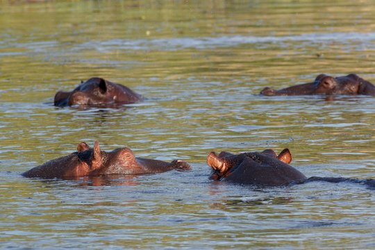 Hippo Hippopotamus Hippopotamus