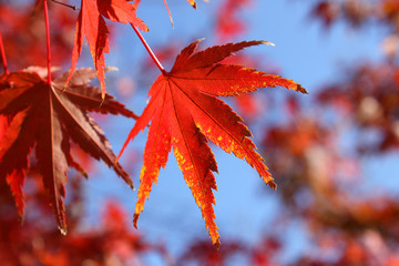 紅葉・もみじ