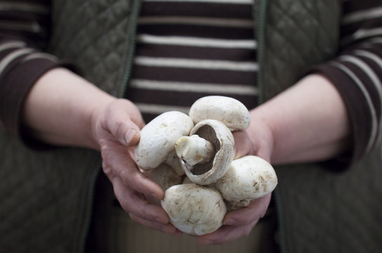  farmer holding fresh mushrooms